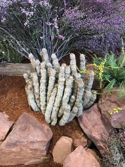 Hoodia from Enjo Nature Farm at the Clanwilliam Flower Show 2024
