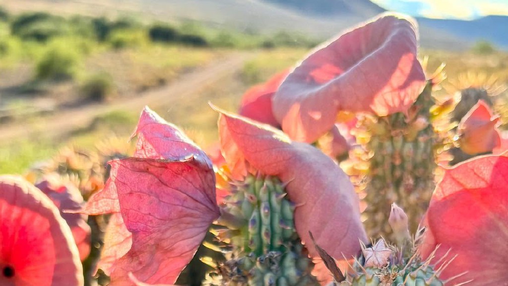 From Desert Plant to Inbox Invasion banner image